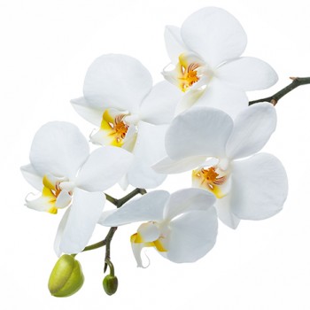 Стол обеденный Танго белый/Орхидея в Оби - ob.mebel54.com | фото